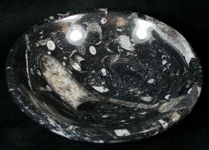 Fossil Goniatite Bowl - Stoneware #18049